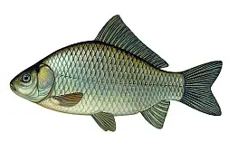 Живец Карась