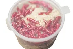 Опарыш красный для рыбалки