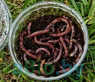 Червь навозный для рыбалки