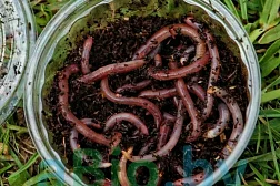 Червь навозный для рыбалки
