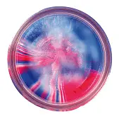 Паста форелевая Berkley Captain America BGTGCA2