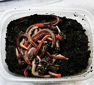 Червь Дендробена для рыбалки