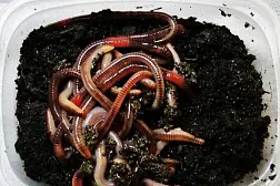 Червь Дендробена для рыбалки