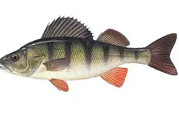 Живец Окунь