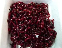 Мотыль крупный насадочный ~20 г