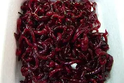 Мотыль крупный насадочный ~20 г